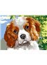 Картина по номерам "Кинг Чарльз спаниэль" 30*40 см VK110 Babylon